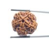 Collector-5-Mukhi-Rudraksha-Nepal-25.65-MM-MP-C.jpg