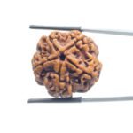 Collector-5-Mukhi-Rudraksha-Nepal-25.65-MM-MP-C.jpg