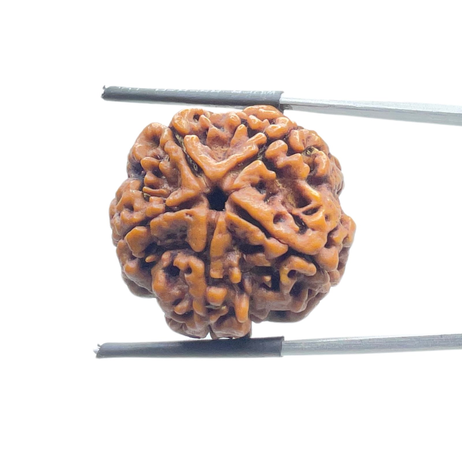 Collector-5-Mukhi-Rudraksha-Nepal-25.65-MM-MP-C.jpg