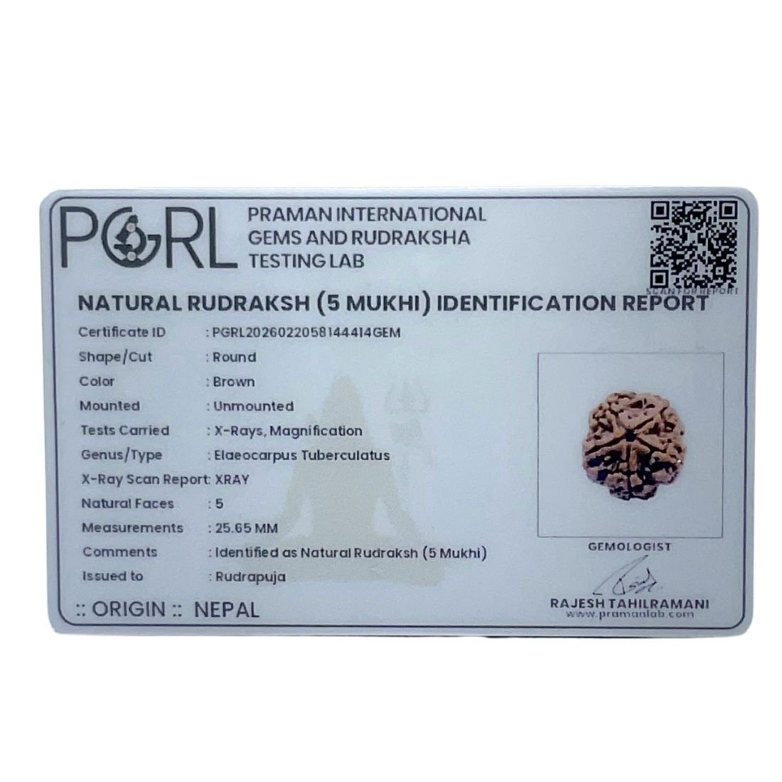 Collector 5 Mukhi Rudraksha Nepal - (25.65 MM)