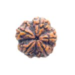 Collector 5 Mukhi Rudraksha Nepal - (28.20 MM)