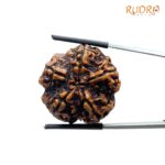 Collector 5 Mukhi Rudraksha Nepal - (28.20 MM)