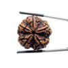 Collector 5 Mukhi Rudraksha Nepal - (28.20 MM)