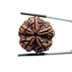 Collector 5 Mukhi Rudraksha Nepal - (28.20 MM)