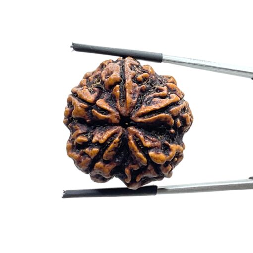 Collector 5 Mukhi Rudraksha Nepal - (28.20 MM)