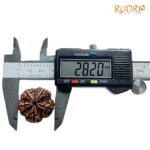 Collector 5 Mukhi Rudraksha Nepal - (28.20 MM)