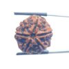 Collector 6 Mukhi Nepal Rudraksha - (23.82 MM)