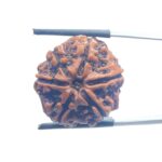 Collector 6 Mukhi Nepal Rudraksha - (23.82 MM)