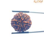 Collector 6 Mukhi Nepal Rudraksha - (23.82 MM)