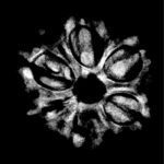 Collector 6 Mukhi Nepal Rudraksha - (23.82 MM)