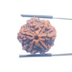 Collector 6 Mukhi Nepal Rudraksha - (24.08 MM)