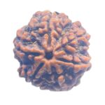 Collector 6 Mukhi Nepal Rudraksha - (24.08 MM)