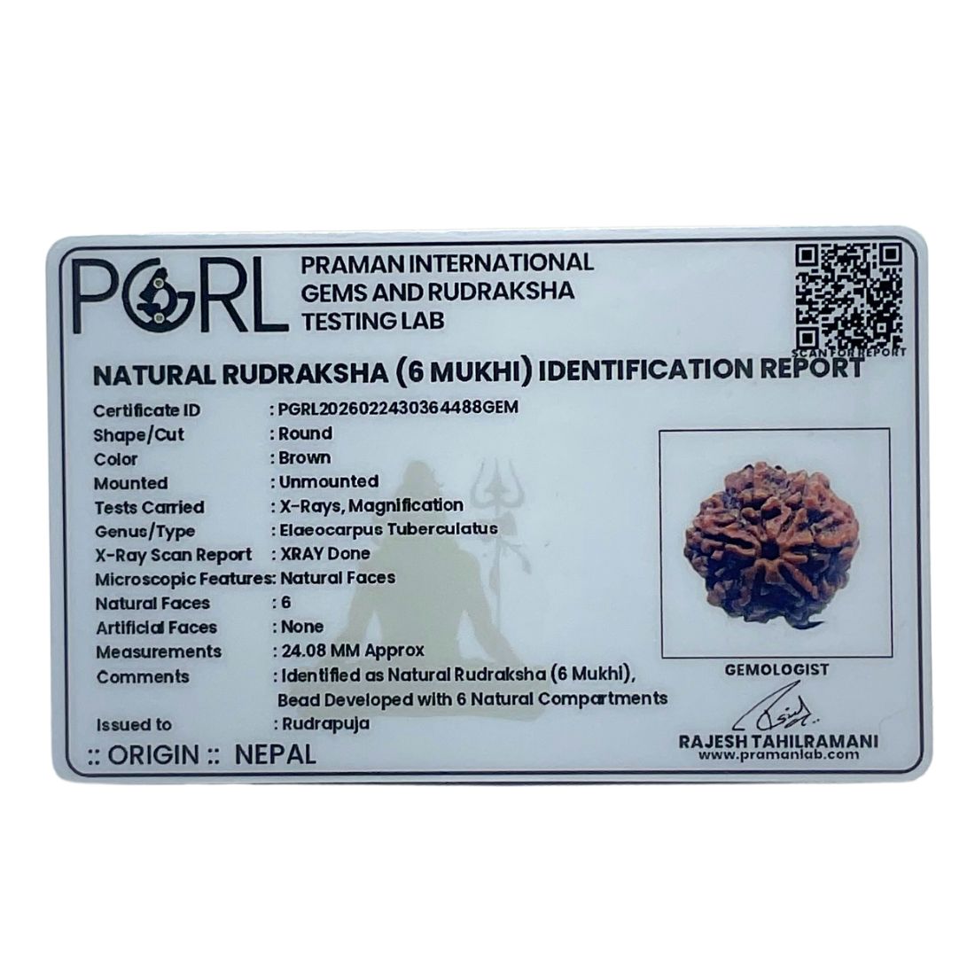 Collector 6 Mukhi Nepal Rudraksha - (24.08 MM)