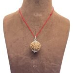 Collector 6 Mukhi Nepal Rudraksha With Silver Capping (26.55 mm)