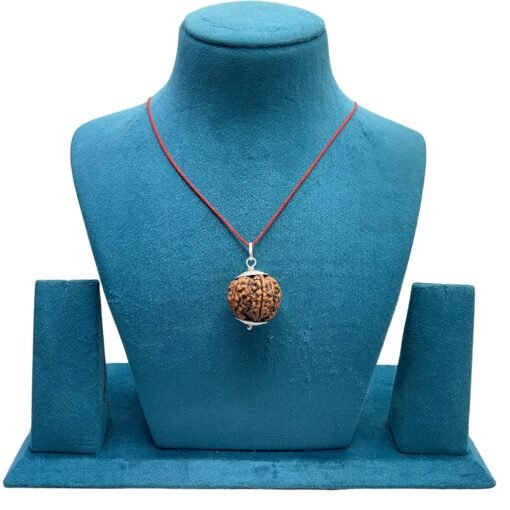 Collector 6 Mukhi Nepal Rudraksha With Silver Capping - (27.20 Mm)