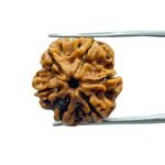 Collector 6 Mukhi Rudraksha Nepal ( 22.05 MM)