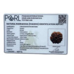 Collector 6 Mukhi Rudraksha Nepal (22.05 MM)