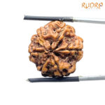 Collector 6 Mukhi Rudraksha Nepal (22.05 MM)