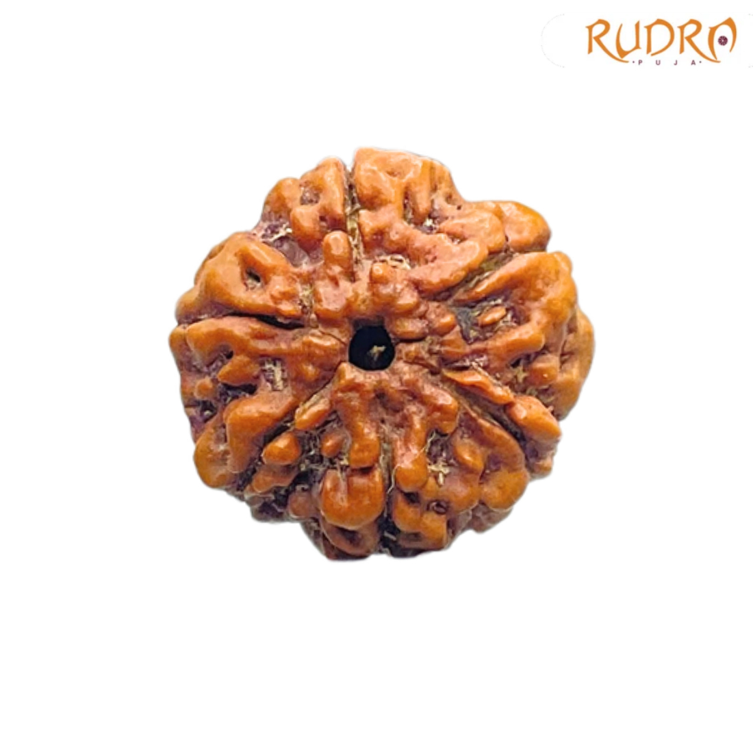 Collector 6 Mukhi Rudraksha Nepal (22.05 MM)
