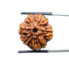 Collector 6 Mukhi Rudraksha Nepal (22.05 MM)