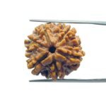 Collector 6 Mukhi Rudraksha Nepal ( 22.08 MM)