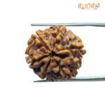 Collector 6 Mukhi Rudraksha Nepal ( 22.08 MM)