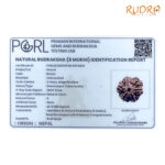 Collector 6 Mukhi Rudraksha Nepal (22.12 MM)