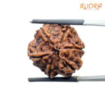 Collector 6 Mukhi Rudraksha Nepal (22.12 MM)
