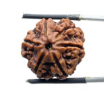 Collector 6 Mukhi Rudraksha Nepal (22.12 MM)