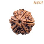 Collector 6 Mukhi Rudraksha Nepal (22.12 MM)
