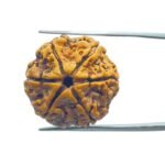 Collector 6 Mukhi Rudraksha Nepal ( 22.15 MM)