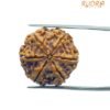 Collector 6 Mukhi Rudraksha Nepal ( 22.15 Mm)