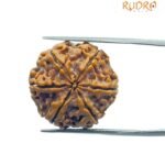 Collector 6 Mukhi Rudraksha Nepal ( 22.15 MM)