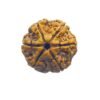 Collector 6 Mukhi Rudraksha Nepal ( 22.15 Mm)