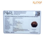 Collector 6 Mukhi Rudraksha Nepal (22.42 MM)
