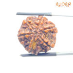 Collector 6 Mukhi Rudraksha Nepal (22.42 MM)