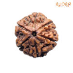 Collector 6 Mukhi Rudraksha Nepal (22.42 MM)