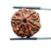 Collector 6 Mukhi Rudraksha Nepal (22.42 MM)