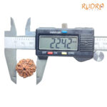 Collector 6 Mukhi Rudraksha Nepal (22.42 MM)