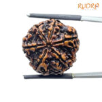 Collector 6 Mukhi Rudraksha Nepal (22.60 MM)