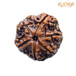 Collector 6 Mukhi Rudraksha Nepal (22.60 MM)