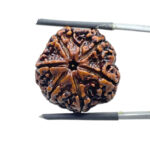 Collector 6 Mukhi Rudraksha Nepal (22.60 MM)