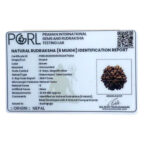 Collector 6 Mukhi Rudraksha Nepal ( 22.68 MM) - Image 6