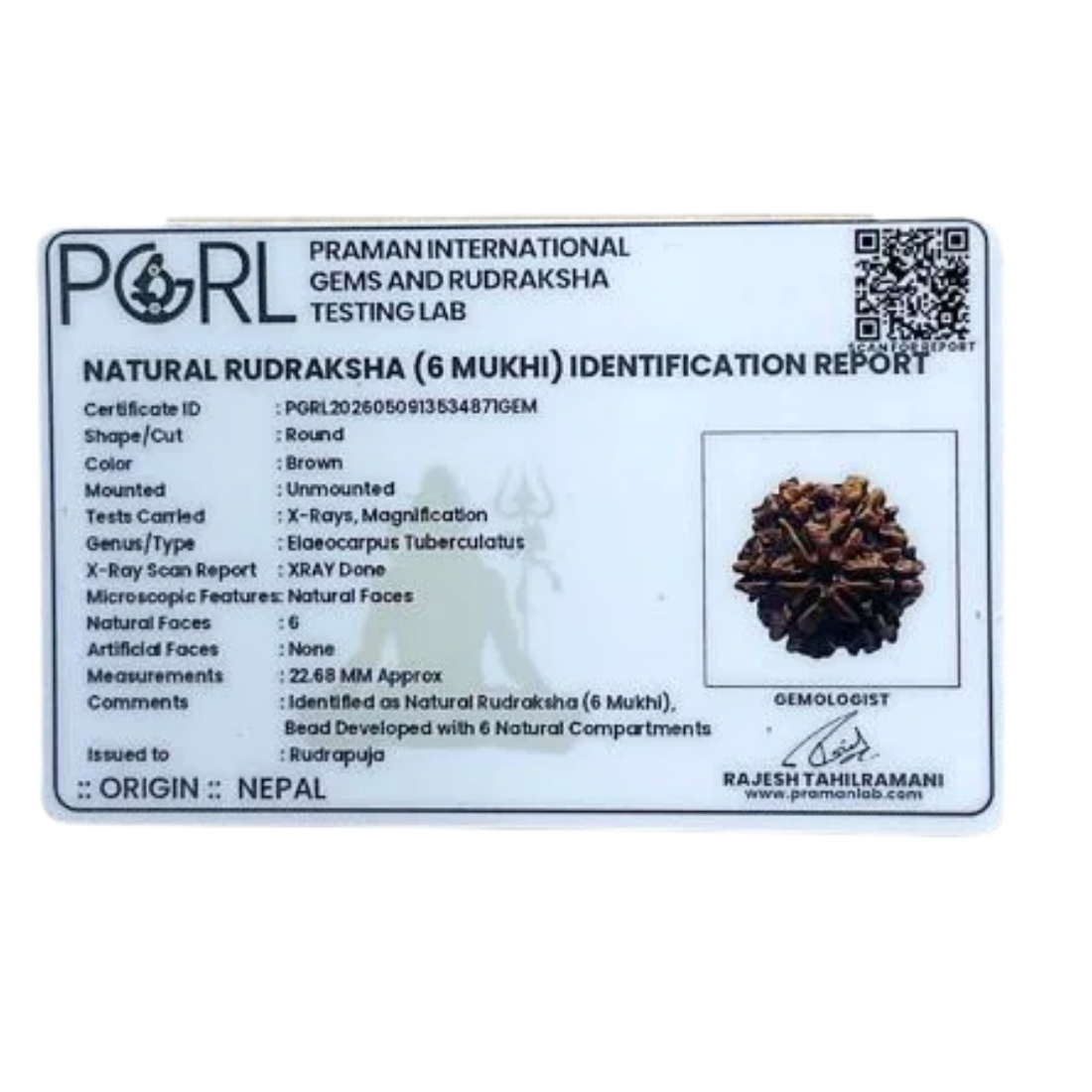 Collector 6 Mukhi Rudraksha Nepal ( 22.68 MM) - Image 6