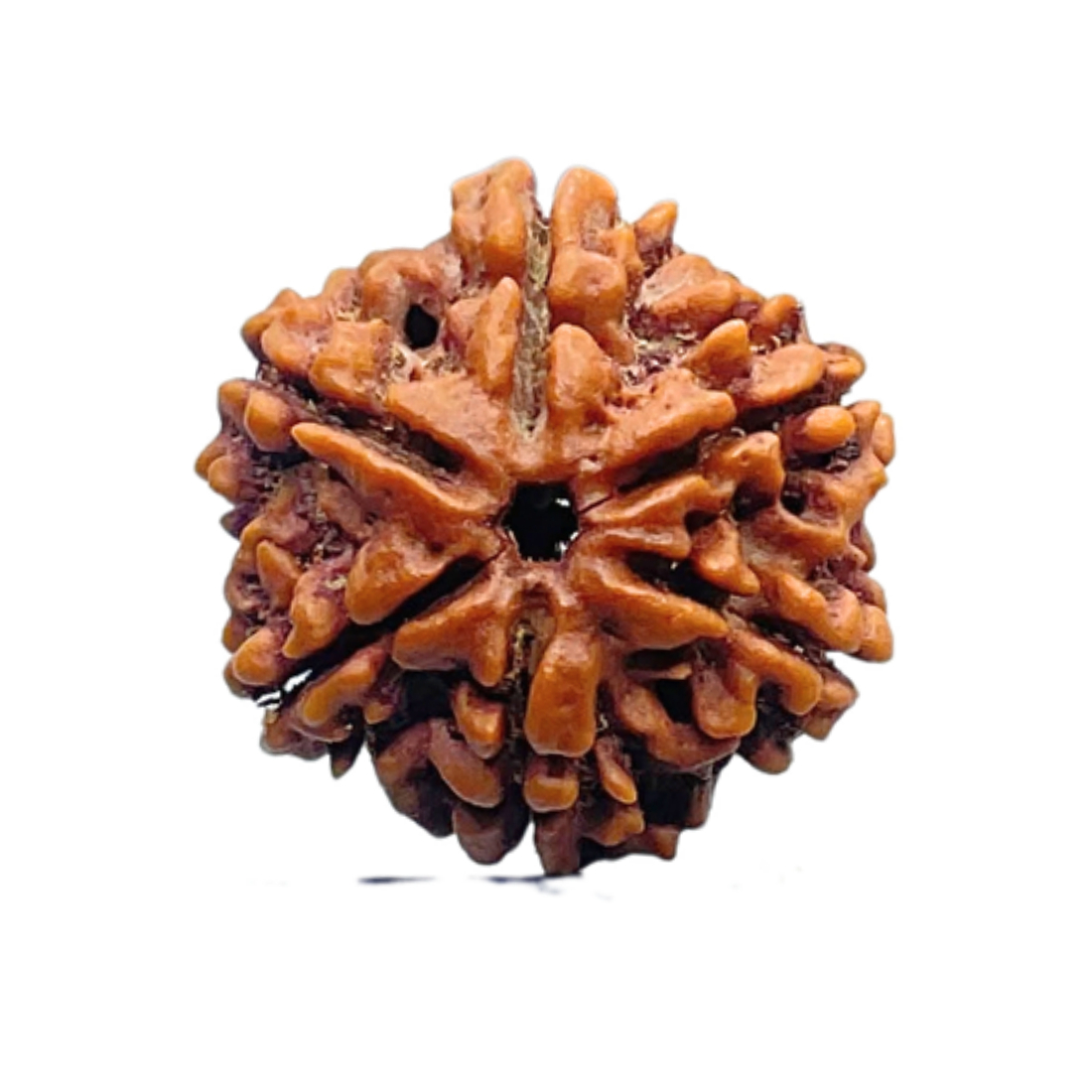 Collector 6 Mukhi Rudraksha Nepal ( 22.68 MM)