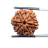 Collector 6 Mukhi Rudraksha Nepal ( 22.68 MM)