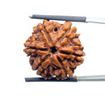 Collector 6 Mukhi Rudraksha Nepal ( 22.68 MM)