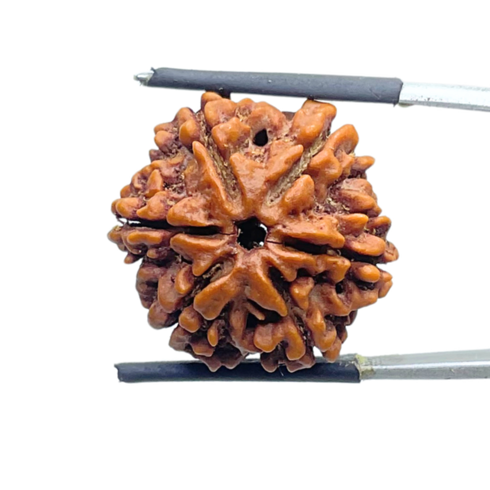 Collector 6 Mukhi Rudraksha Nepal ( 22.68 MM)