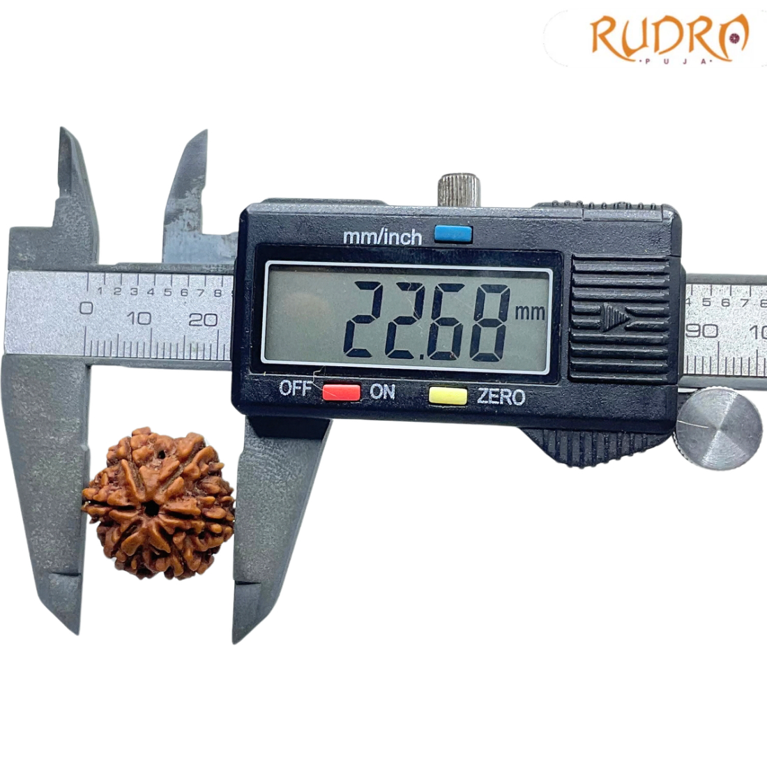 Collector 6 Mukhi Rudraksha Nepal ( 22.68 MM)