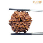 Collector 6 Mukhi Rudraksha Nepal ( 22.68 MM)